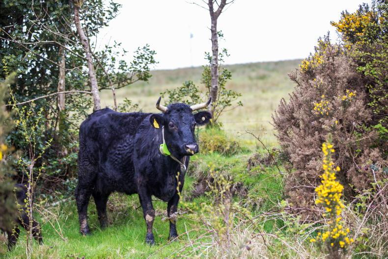 Cattle with Nofence collar