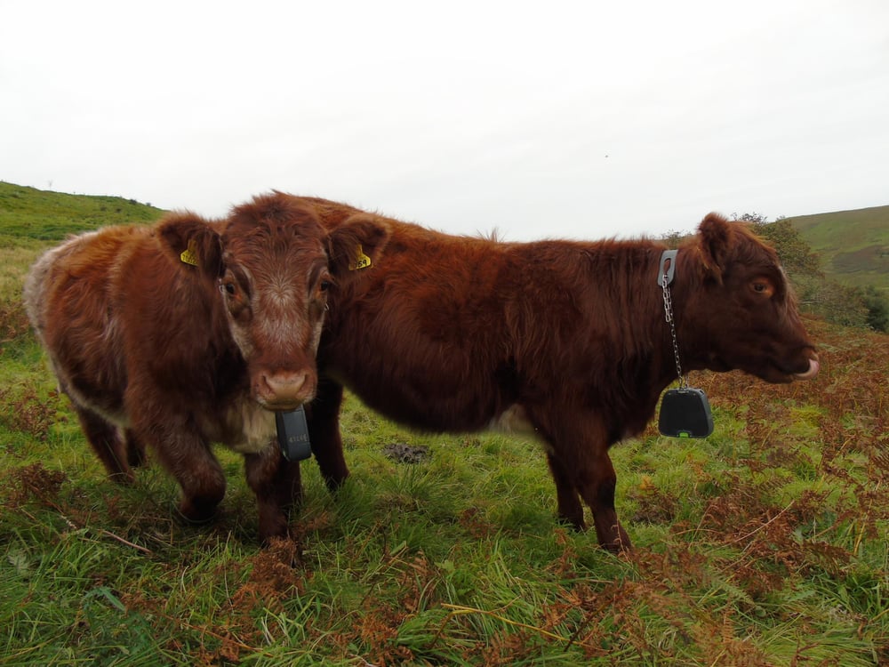 Grazing cattle wearing Nofence collars