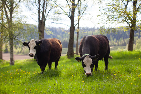 Grazing cows with Nofence collars