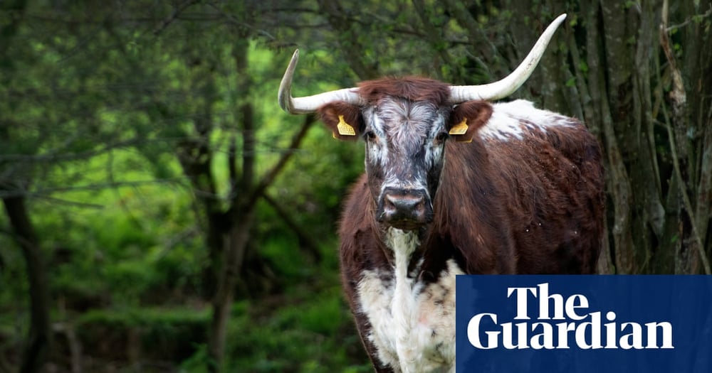 Cattle wearing collars, grazing within virtual fences