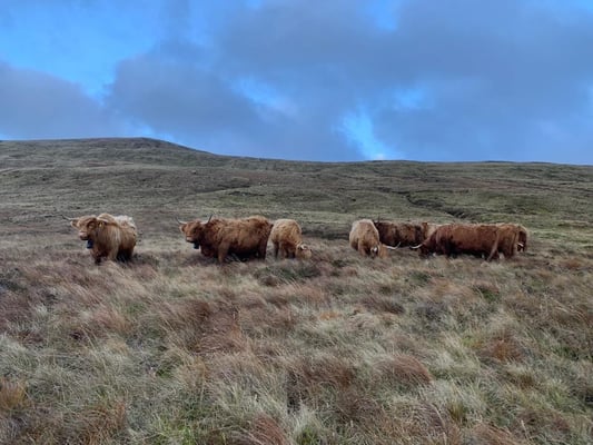 Jez and Ali Robinson's highland cattle wearing nofence grazing technology