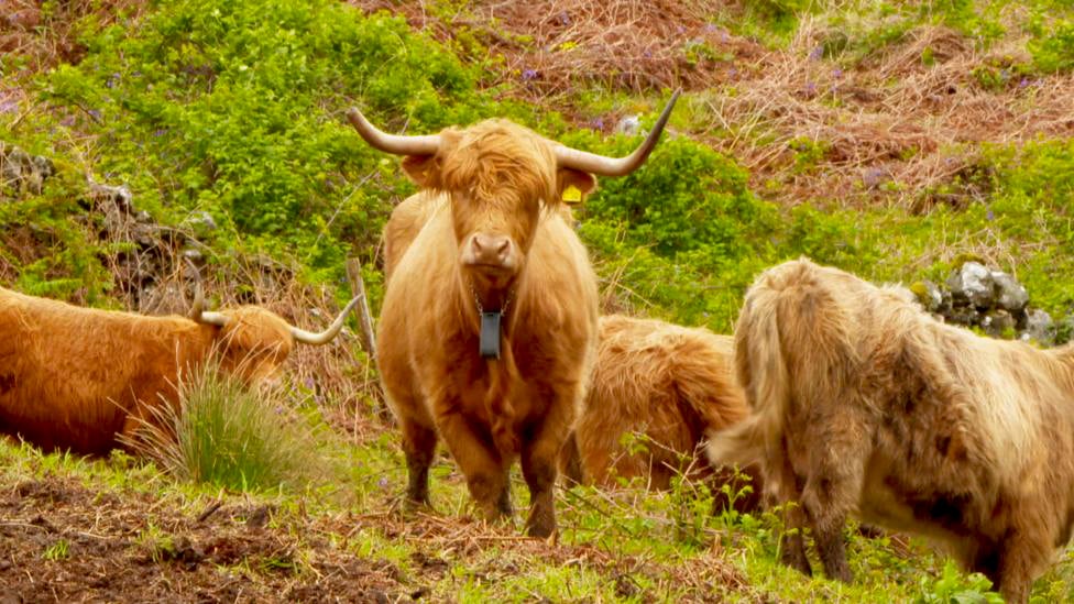 Cattle with Nofence in ancient Galloway woodland