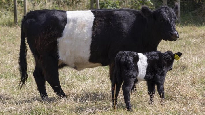 Cattle to be fitted with GPS as part of a flagship biodiversity scheme