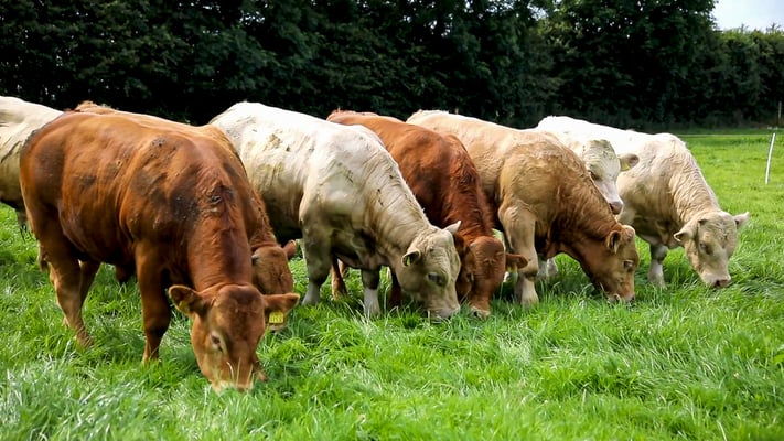 Cattle grazing with Nofence at Agri-Food and Biosciences Institute