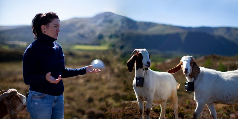 Goats with nofence virtual fencing technology