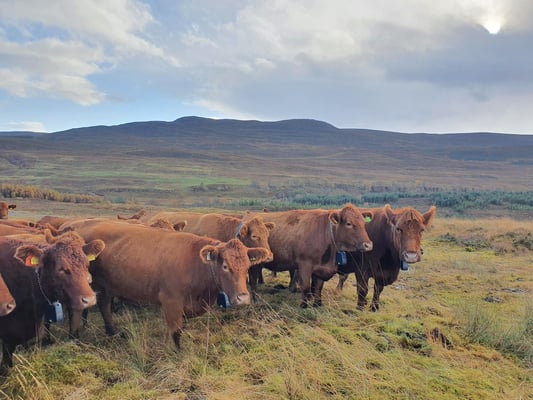 Cattle on hill in Corrimony farm with Nofence grazing technology