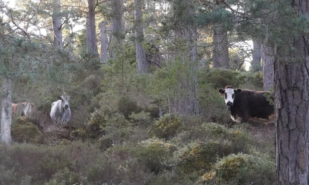The cattle in Abernethy Forest