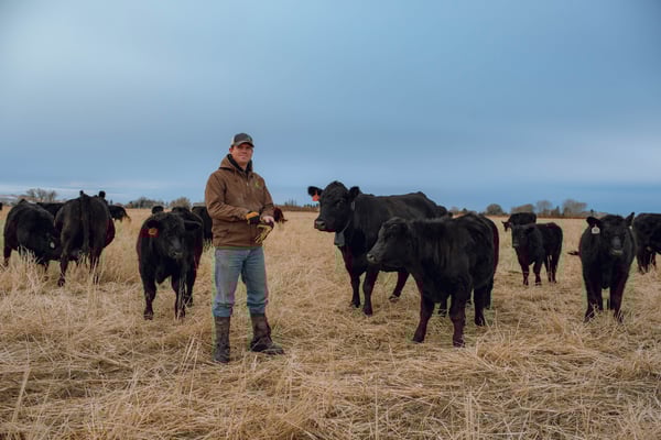 Cattle producer standing in field with cow and calves