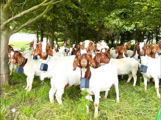 Boer goats in Wiltshire