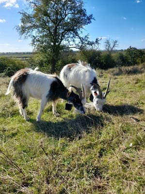 Goats at outfield pasture