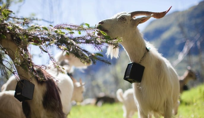 Goat with Nofence grazing technology
