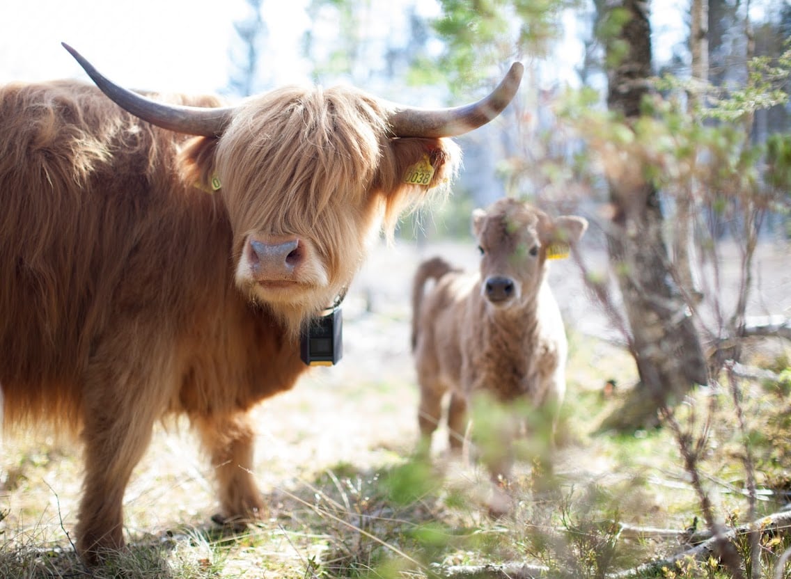 Highland cattle and calf