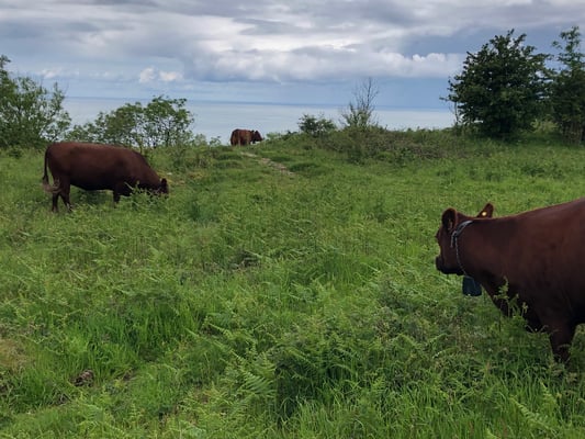 Nofence grazing technology in Lancashire