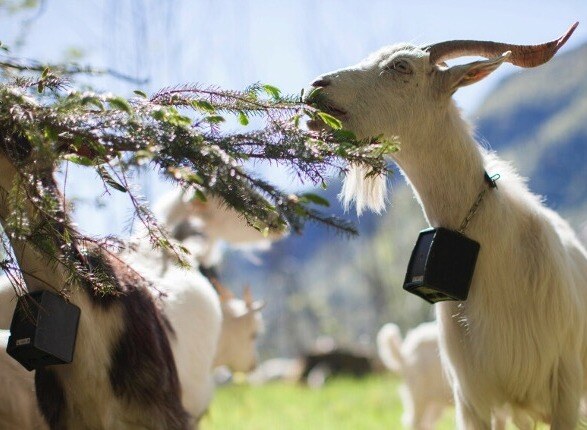 Goat - Iot-dyrenes tidsalder