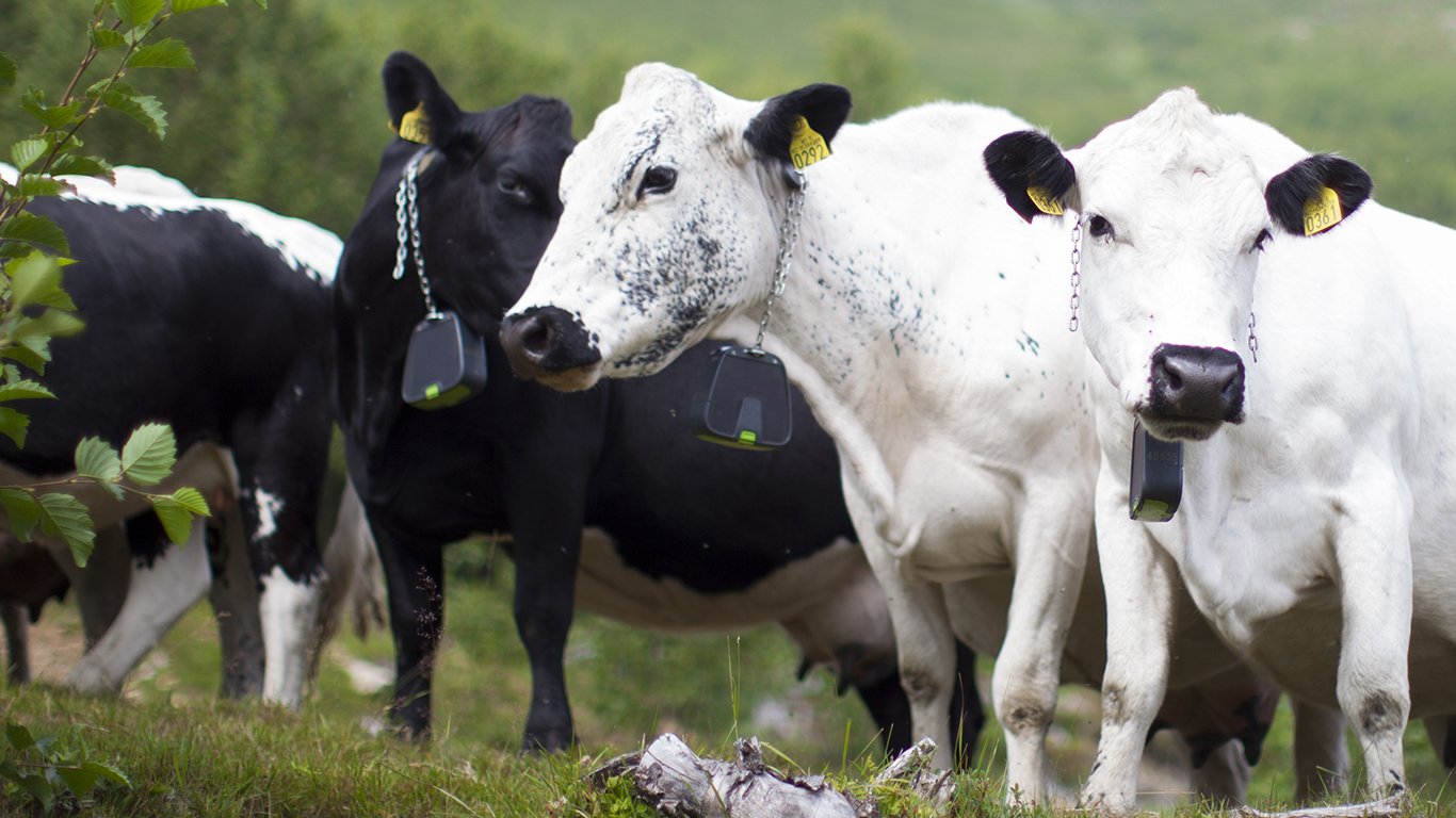 IoT Cows roaming in nature-1