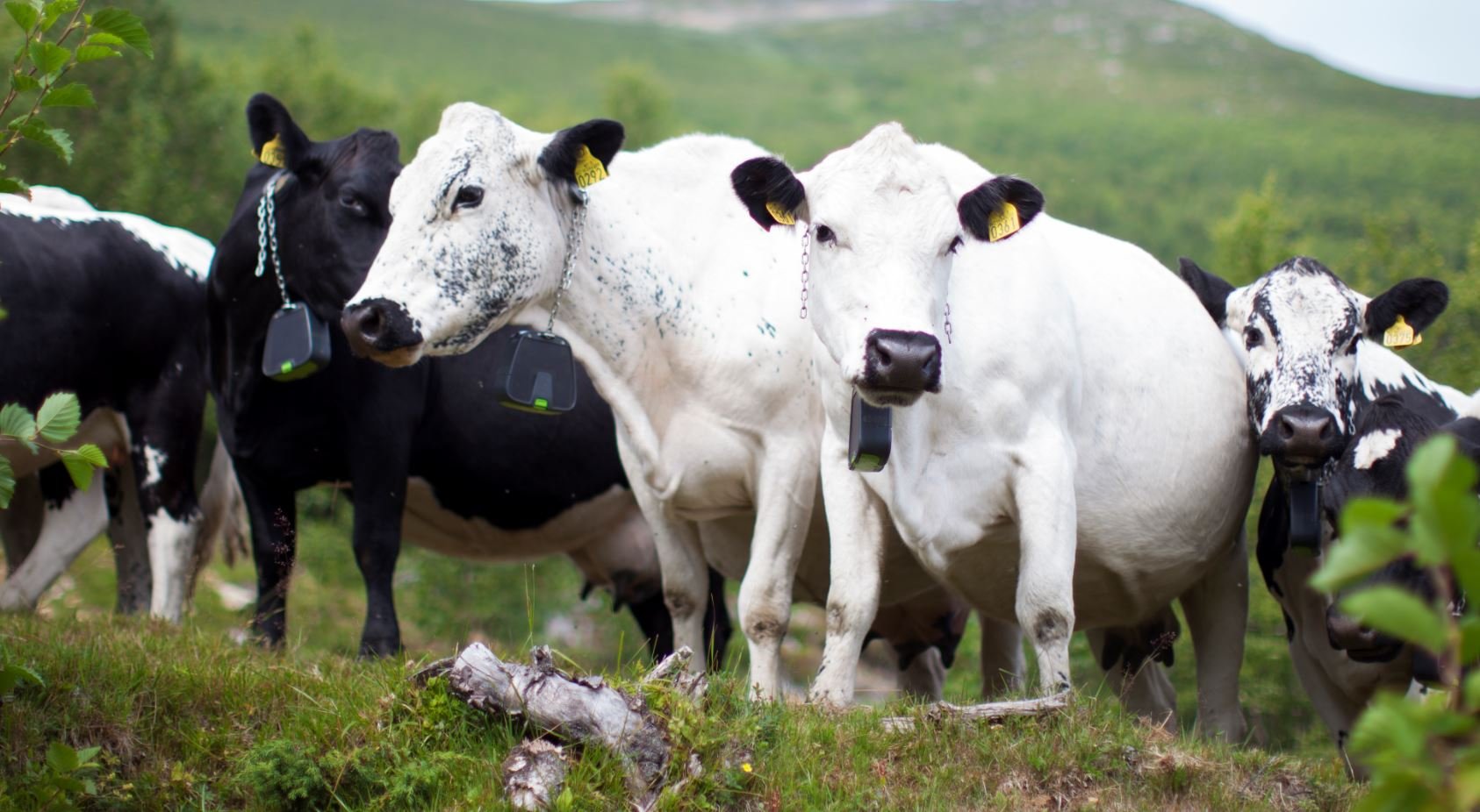 IoT Cows roaming in nature-4