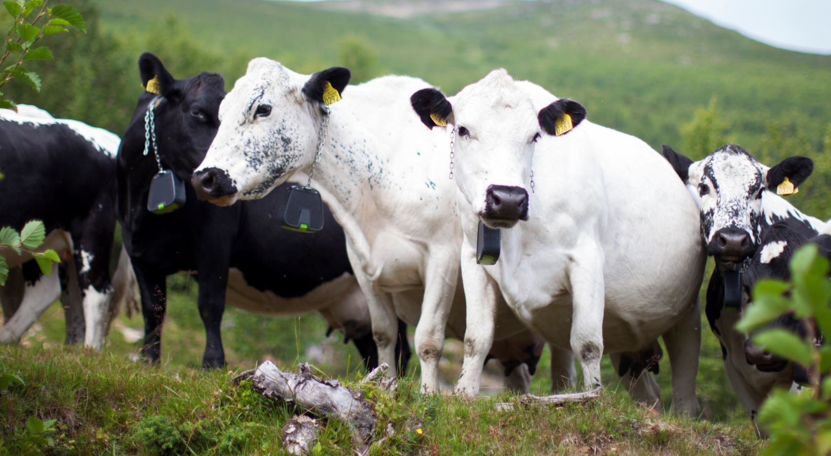 IoT Cows roaming in nature