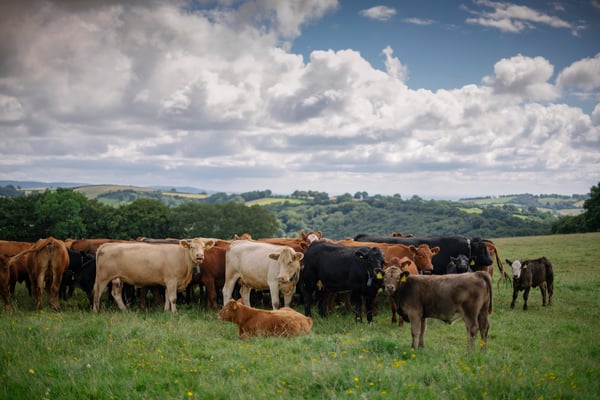 Cattle at Lower Brown Farm UK
