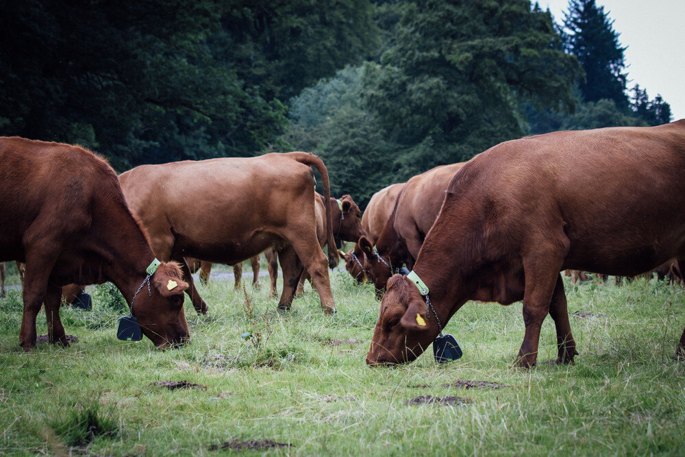 NoFence-Cows-Individual-56-1
