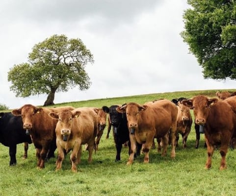 Cattle grazing within virtual fences