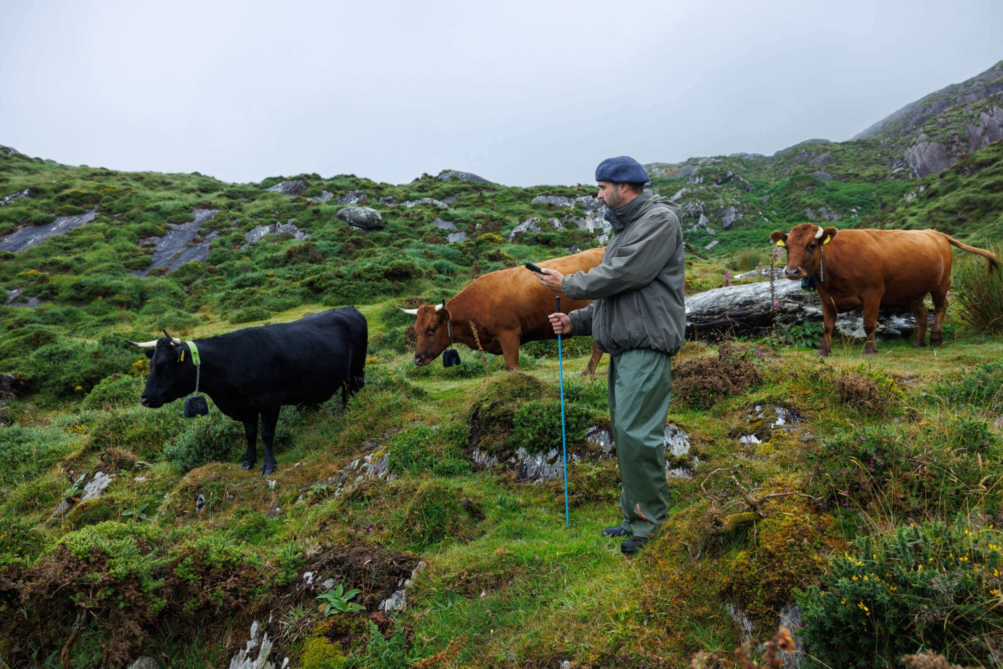 Nofence_Ireland_Eoghan_Dalton