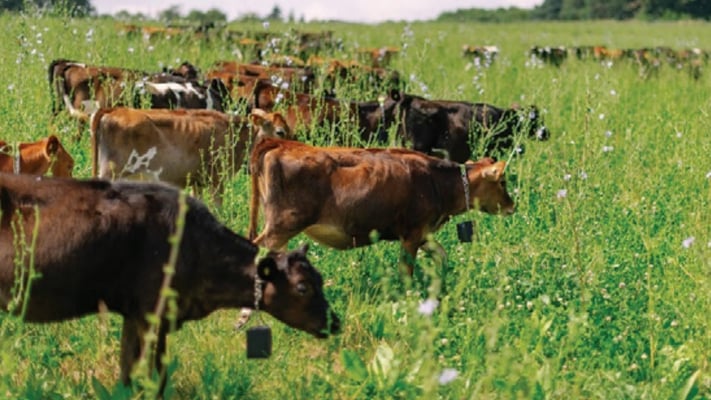 Cattle grazing within virtual fences