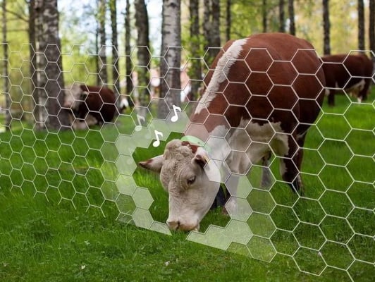 Cow grazing near virtual fence