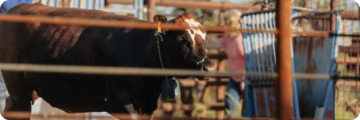 Page header -animal in handling facilitypng