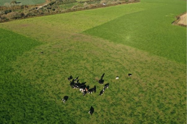 Cattle grazing controlled by virtual fences.