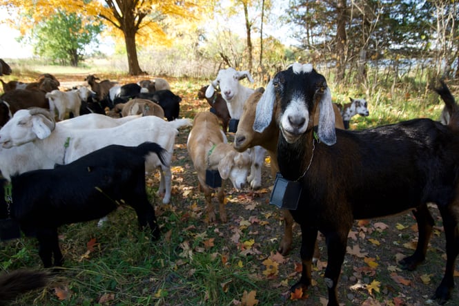 Goat with Nofence grazing technology