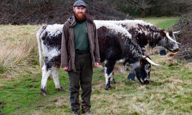 Farmer and cattle