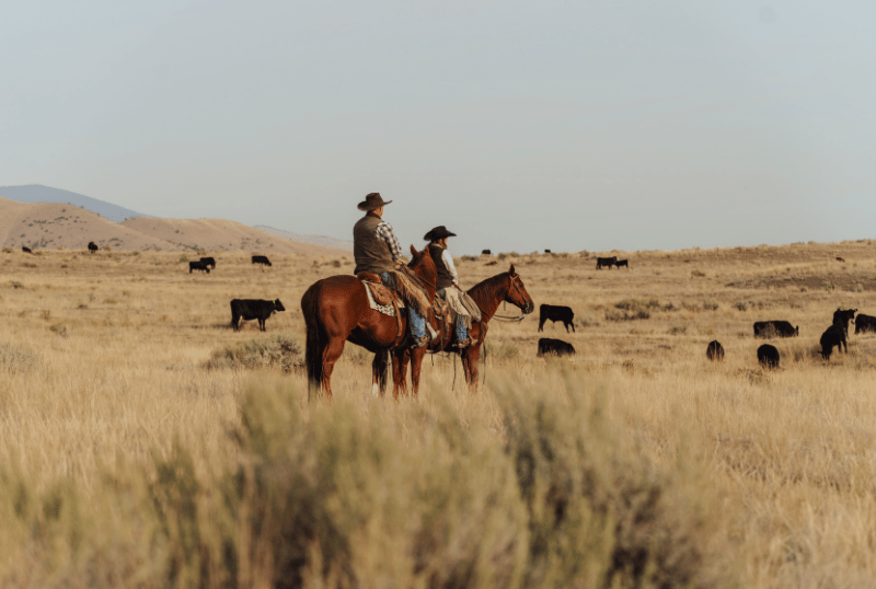 User Story_Cory Bird_Tile Image_800x538 User Story_Cory Bird_Tile Image_800x538