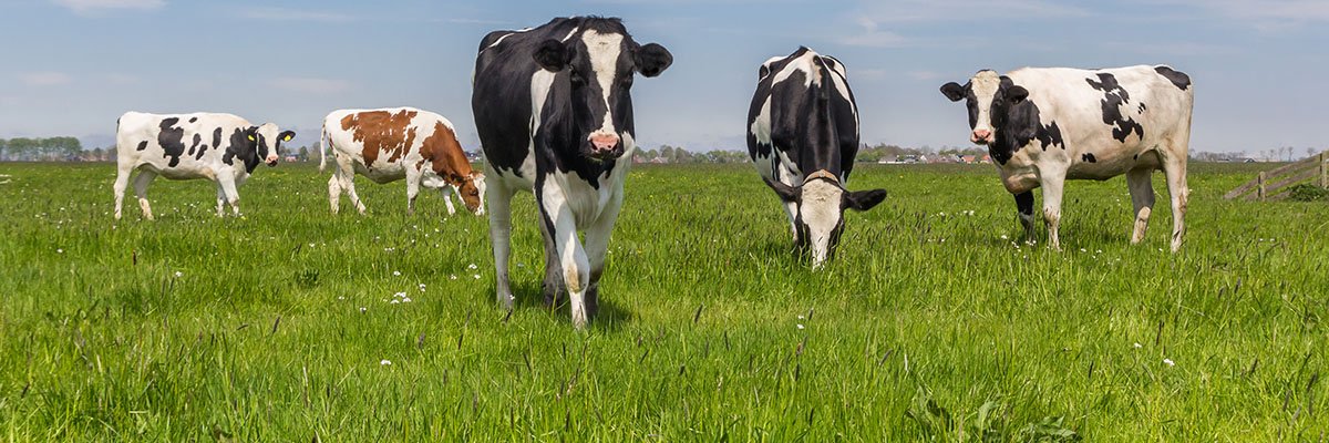 Cows grazing