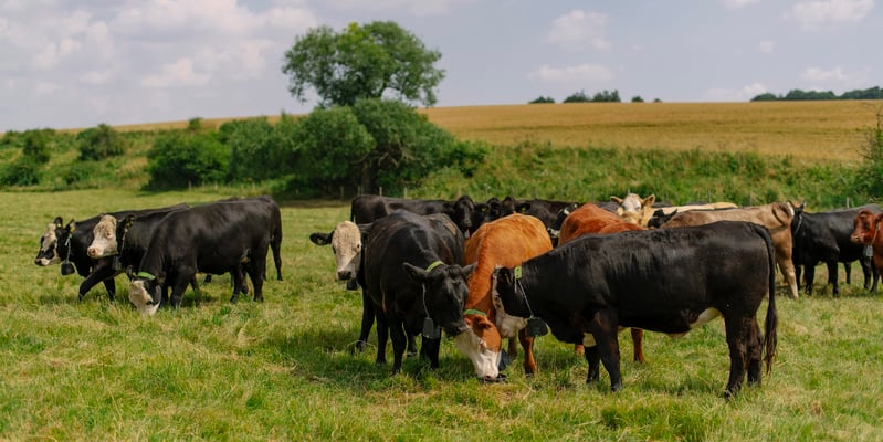 Cattle grazing with Nofence virtual fencing