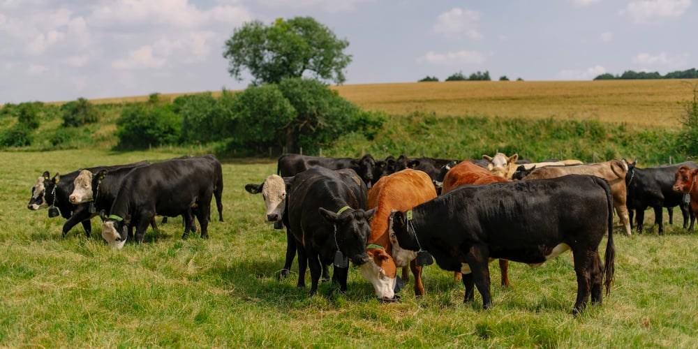 Cattle grazing with nofence virtual fencing