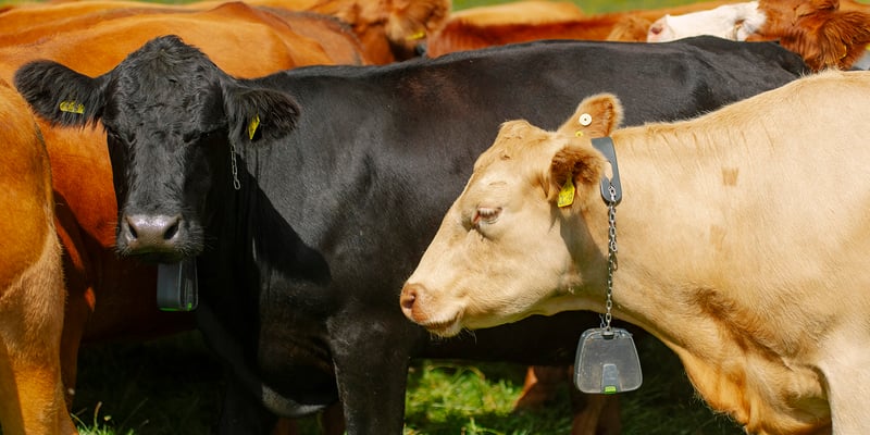 Cattle with Nofence virtual fencing technology