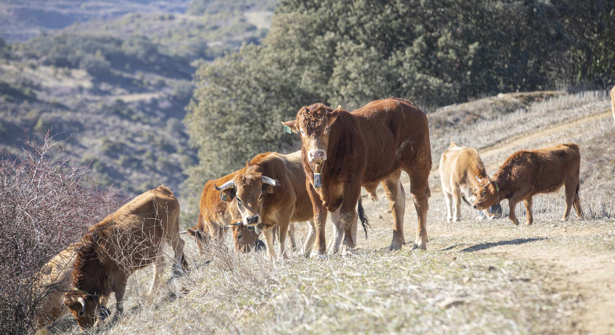 es_hero_image_cattle