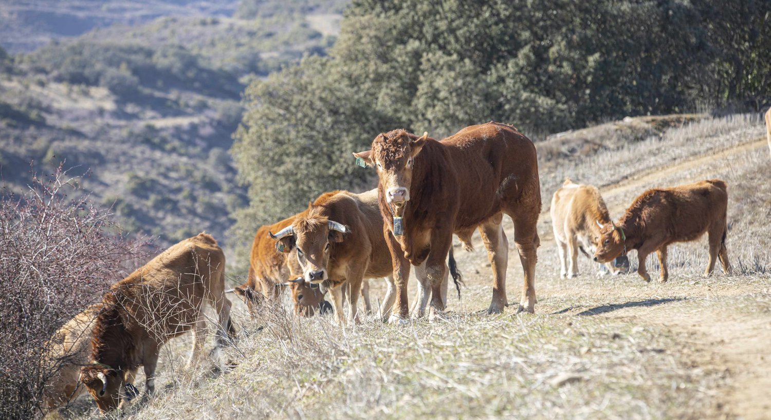 es_hero_image_cattle