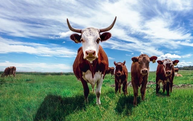 Cows within virtual fences