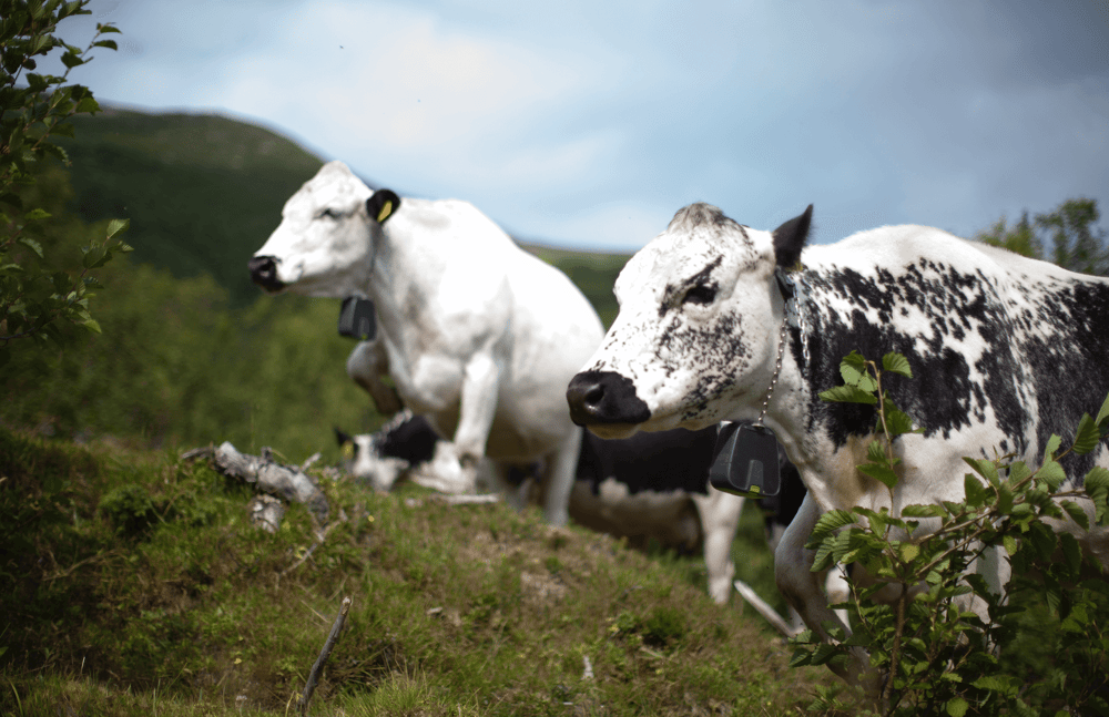 Cattle wearing collars, grazing within virtual fences