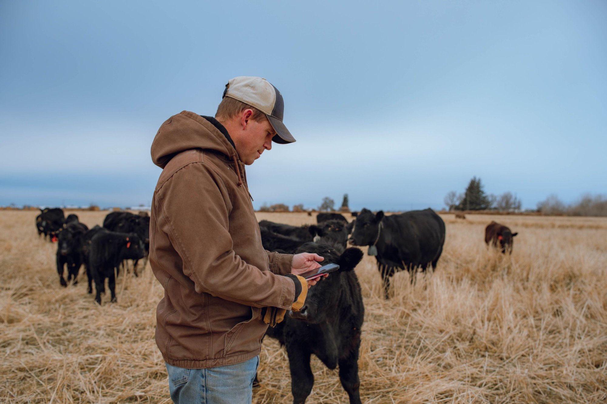 nofence_idaho-falls_app_cattle