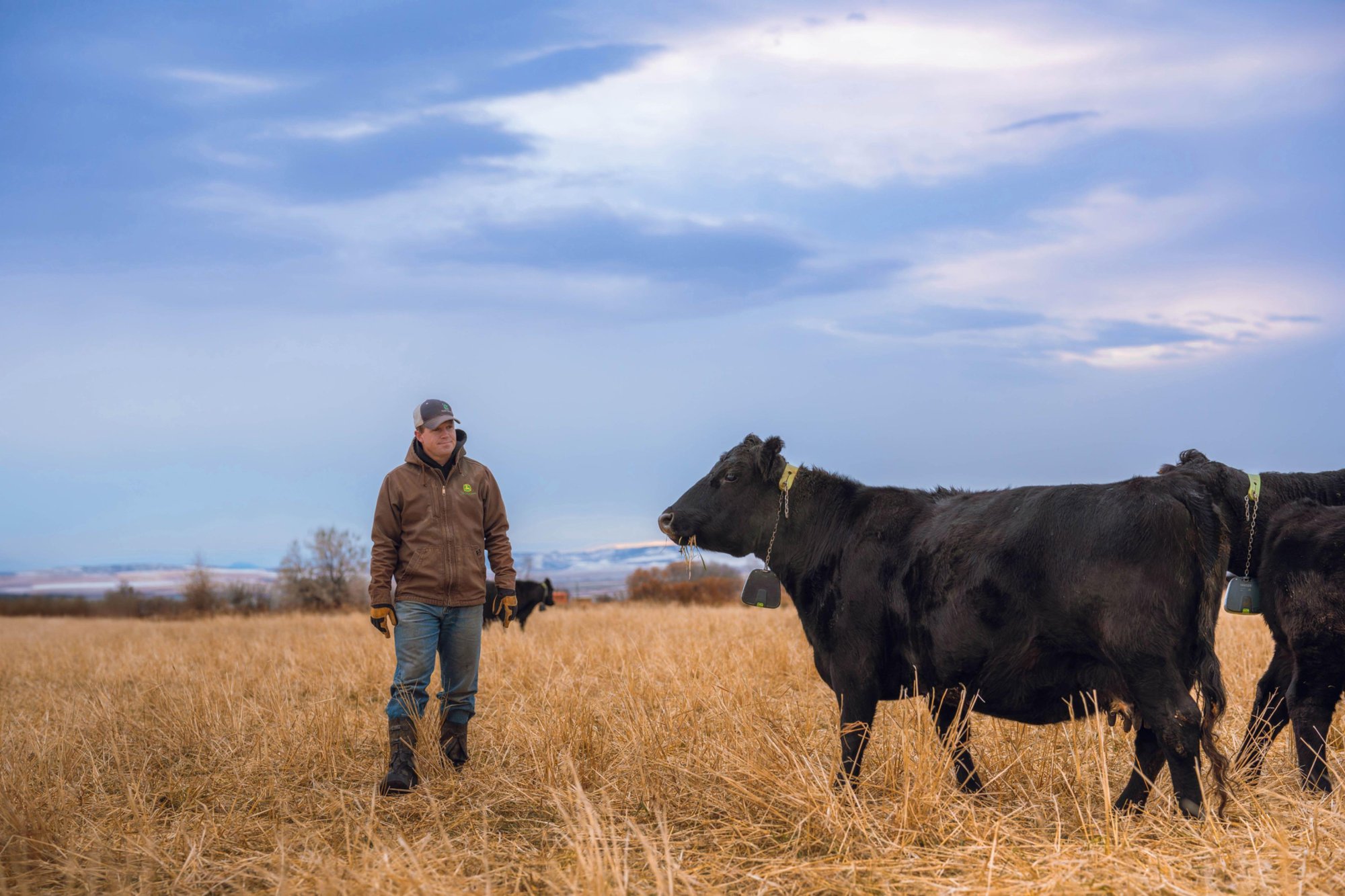 nofence_idaho-falls_tyson-coles_cow