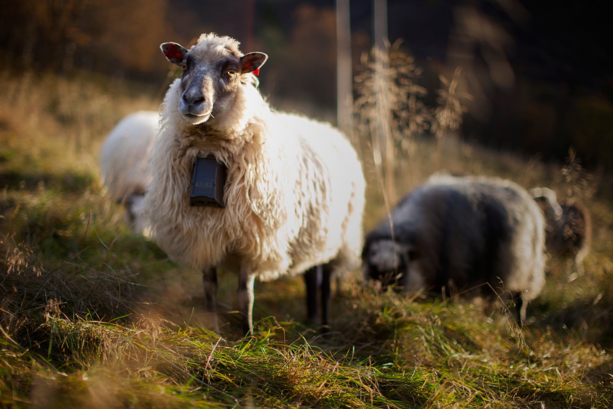 sheep