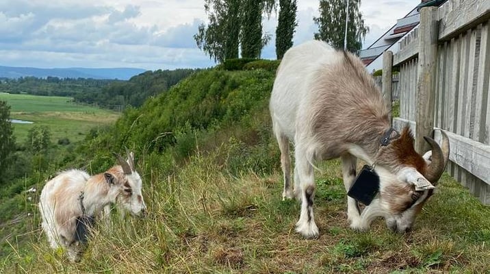  Åsnes kommune har leid inn geiter til sommerjobb som gressklippere