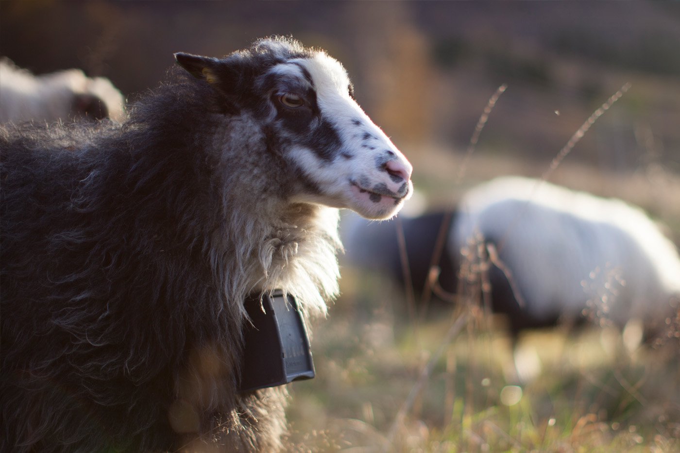 Sheep with collar