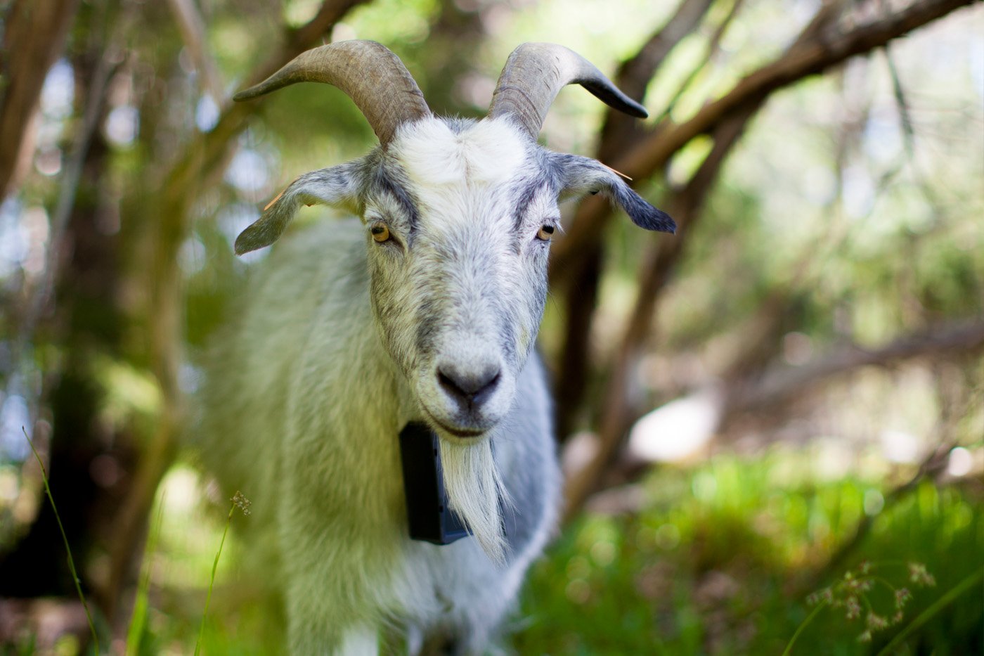 Goat with collar
