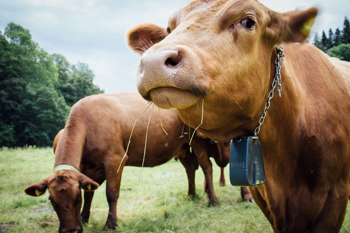 Cow with collar