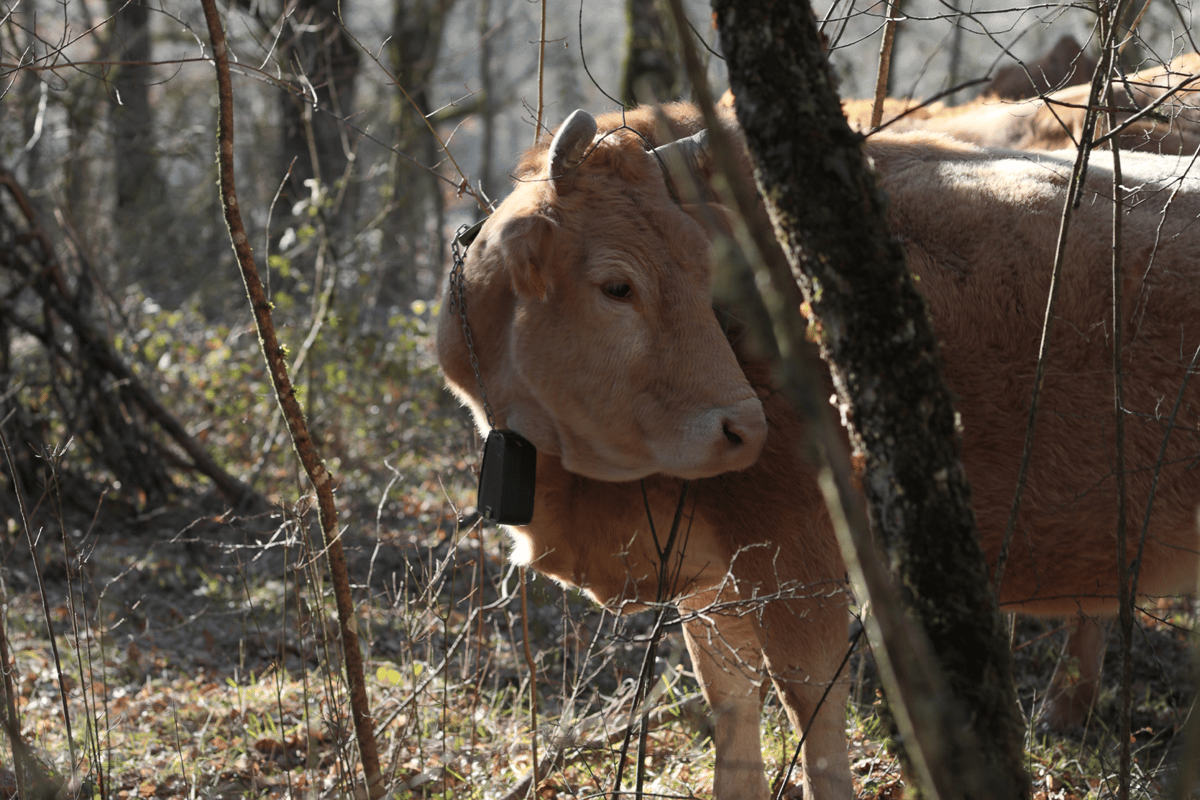 vaca entre arboles