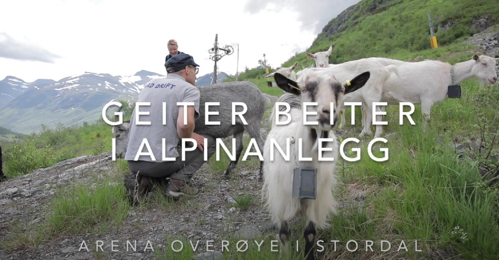 Geiter beiter i alpinanlegg