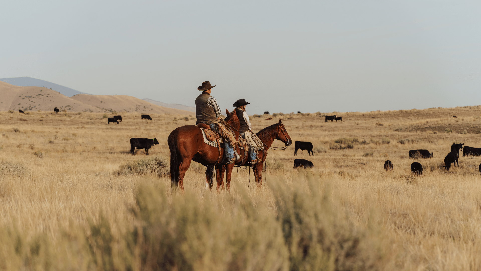 Header Image_CoryBird_User Story Header Image_CoryBird_User Story